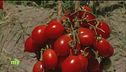 Pacchero ripieno al pomodoro