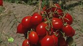 Pacchero ripieno al pomodoro