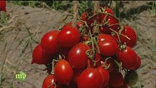 Pacchero ripieno al pomodoro