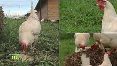 Agricoltura biologica