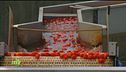 La lavorazione dei pomodori