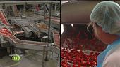 La lavorazione dei pomodori
