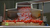 La lavorazione dei pomodori