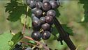 Assistiamo alla vendemmia
