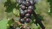 Assistiamo alla vendemmia