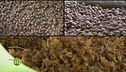 Terra di nocciole