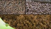 Terra di nocciole