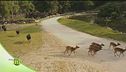 Il Parco Natura Viva