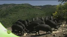 Tesori d'Aspromonte