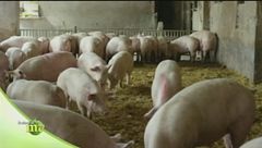 La cooperativa Prosus