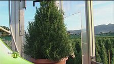 Azienda agricola specializzata in alberi decorativi