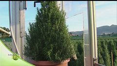 Azienda agricola specializzata in alberi decorativi