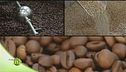Il caffè robusto e il caffè arabico