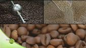 Il caffè robusto e il caffè arabico