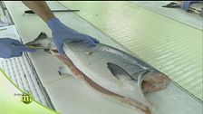Salmone selvaggio