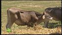 Il cavallo agricolo italiano