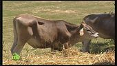 Il cavallo agricolo italiano