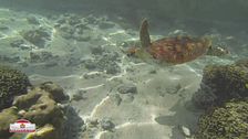 Un'isola/atollo che protegge le tartarughe