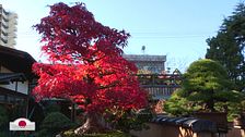 Il museo dei Bonsai di Tokyo