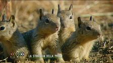 La strategia della preda: gli scoiattoli di terra della California