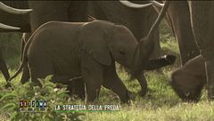 La strategia della preda: gli elefanti