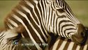La strategia della preda: le zebre