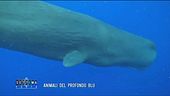 Animali nel profondo blu
