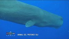 Animali nel profondo blu