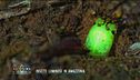 Insetti luminosi in Amazzonia
