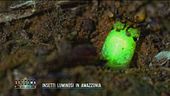 Insetti luminosi in Amazzonia