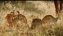 Gli animali e il sesso