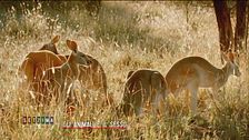 Gli animali e il sesso