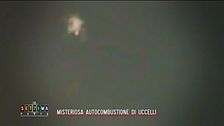 Misteriosa autocombustione di uccelli