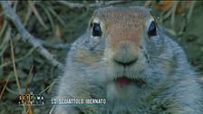 Lo scoiattolo ibernato