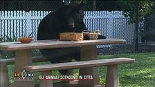 Gli animali scendono in città
