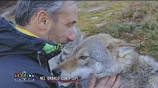 Nel branco con i lupi