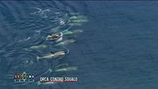 Orca contro squalo