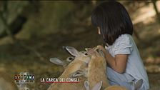 La carica dei conigli