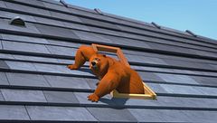 Il miglior amico di un orso