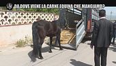 PELAZZA: Da dove viene la carne equina che mangiamo?