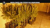 REI: Mafia cinese: dal tessile alla marijuana