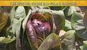 Le proprietà del radicchio