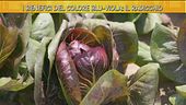 Le proprietà del radicchio