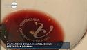 L'amarone della Valpolicella