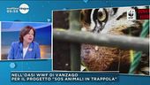 SOS animali: le specie nel mirino