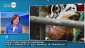 SOS animali: le specie nel mirino