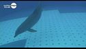 Un cucciolo di delfino