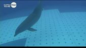 Un cucciolo di delfino