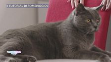 Trucchi di casa - gatti in casa?