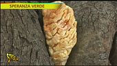 Tra i carrubi si nascondono funghi preziosi